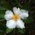 Flower and Leaves