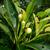 Flower buds