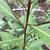 Stems and leaves