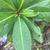 Leaf closeup