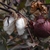 Burundy leaves and small whitish cotton bolls