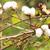 Branches and cotton