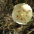Flower detail