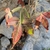 Fall leaf color