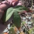 Three lobed leaf