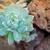 Graptopetalum Paraguayense