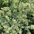 Origanum vulgare subsp. hirtum