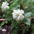 greenish white, double-flowered miniature rose
