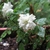 white miniature rose