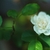 greenish white, double-flowered miniature rose