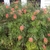 Form of cultivar in New Zealand