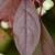 Fall leaf color