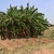 Plantain grove in September in TA Mkhumba, Malawi