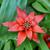 Guzmania lingulata