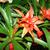 Guzmania lingulata