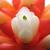 Flower close up