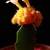 Grafted plant with a single white flower from the upper part.