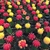 Dozens of grafted plants in several colors for sale at Home Dep.