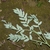 Compound leaves