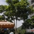 Form of a mature tree