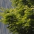 Green leaves