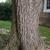 Bark Close-up