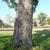 Bark