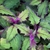 Purple green leaves