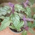 Pale green leaves covered with purple hairs.