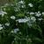 Gypsophila elegans
