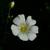 Gypsophila elegans