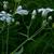 Gypsophila elegans
