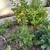 Plant with basal pinnate leaves & heads on tall stalks.