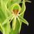 Close up of flower