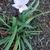 Flower and leaves