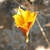 Yellow tubular flower