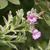 Hairy Willowherb