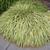 Hakanochloa macra 'Aureola'
