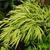 Hakonechloa 'Stripe It Rich' form
