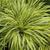 Hakonechloa macra 'Alboaurea' leaves