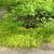 Hakonechloa macra 'Aureola' mass planting around tree