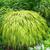 Hakonechloa macra 'Aureola' form