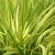 Hakonechloa macro 'Aureola' leaves
