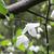 Halesia diptera