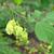 Halesia diptera Fruit and Leaves