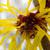 Hamamelis mollis