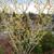 Hamamelis mollis