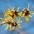 Hamamelis mollis