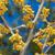 Hamamelis vernalis