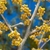 Yellow flowers in clusters